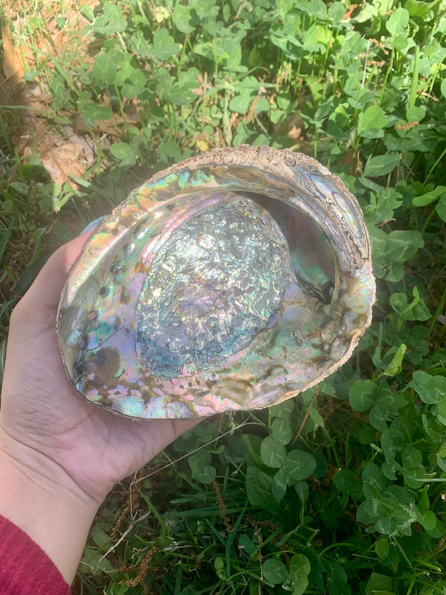 Abalone Shells 5-6”